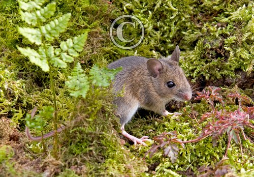 Wood Mouse DM0574